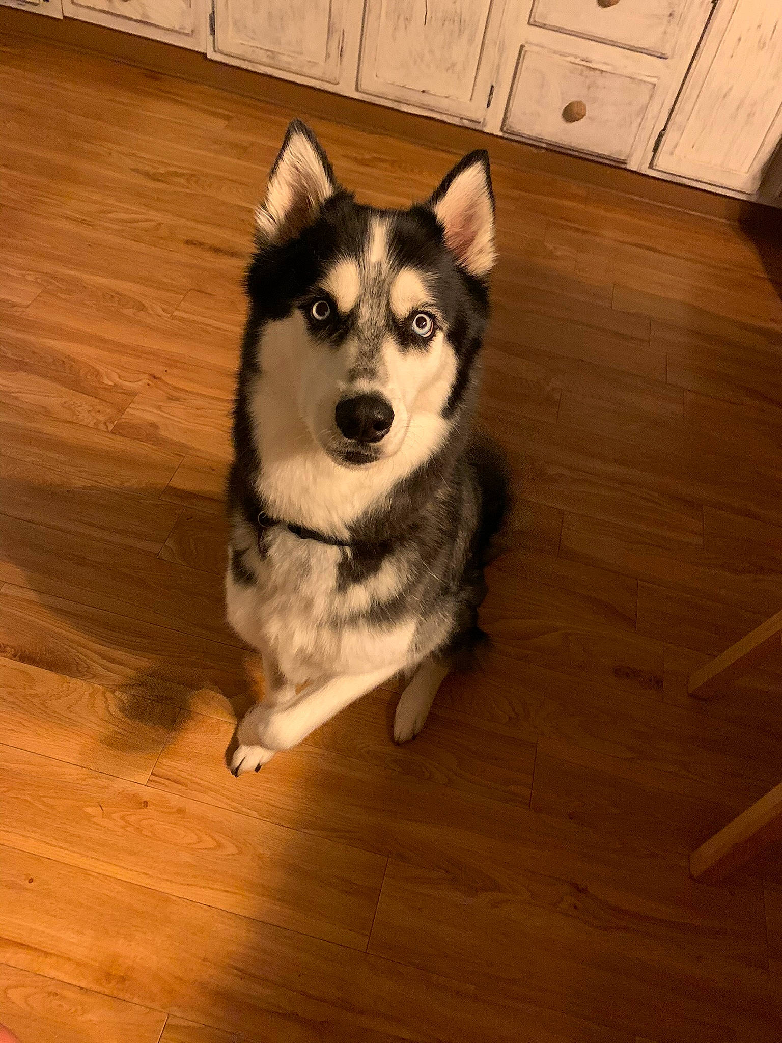 Apache joined the competition — help win amazing prizes! canidae, carnivore, companion_dog, dog, dog_breed, floor, flooring, fur, hardwood, plank, sled_dog, snout, sporting_group, tail, varnish, whiskers, wood, wood_flooring, wood_stain, working_animal