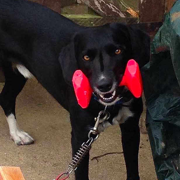 Snoopy is registered to the contest to win money with this photo: