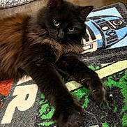 Eleanor is registered to the contest to win money with this photo: cat, black_cat, fluffy, pet, indoor, rug, star_wars, paws, stretching, curious, feline, animal, cozy, floor, home, relaxed, whiskers, ears, eyes, fur