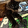 cat, black_cat, fluffy, pet, indoor, rug, star_wars, paws, stretching, curious, feline, animal, cozy, floor, home, relaxed, whiskers, ears, eyes, fur