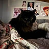 cat, black_cat, pet, animal, bed, quilt, floral_pattern, poster, wall_art, indoor, cozy, furniture, room, fur, cute, resting, eyes, soft_light, decor, vintage