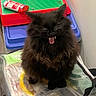 Eleanor is registered to the contest to win money with this photo: cat, black_cat, furry, pet, animal, indoor, plastic_bag, container, tube, cream, colorful, red, green, blue, floor, fur, teeth, mouth_open, sitting, wall