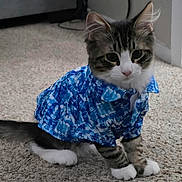 Grogu joined the competition — help win amazing prizes! apparel, blue_shirt, carpet, cat, clothing, cute, cute_outfit, domestic_cat, ears, eyes, fur, indoor, kitten, paws, pet, portrait, sitting, tabby, whiskers, white_paws