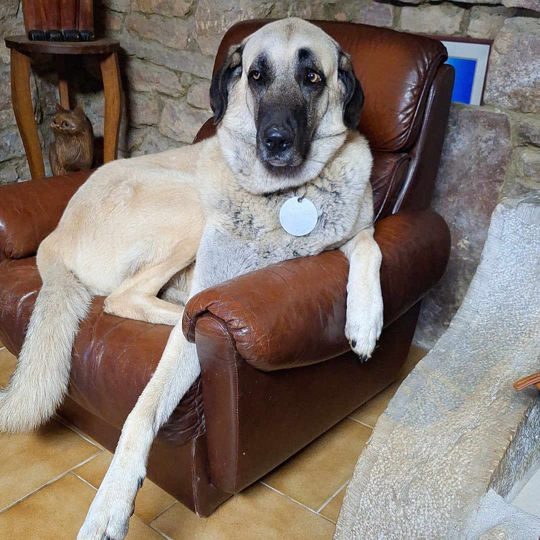 Aria a rejoint le concours — aidez-le/la à gagner de superbes lots ! dog, armchair, leather_chair, stone_wall, wooden_sculpture, floor_tile, pet, indoor, animal, relaxed, large_dog, brown_leather, decor, rustic, cozy, furniture, portrait, looking_at_camera, calm, house
