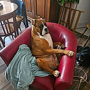 Oanell a rejoint le concours — aidez-le/la à gagner de superbes lots ! dog, boxer, armchair, blanket, indoor, wooden_floor, wooden_furniture, plant, small_dog, black_dog, red_chair, relaxed, pet, cozy, living_room, furniture, curious, floor, companion