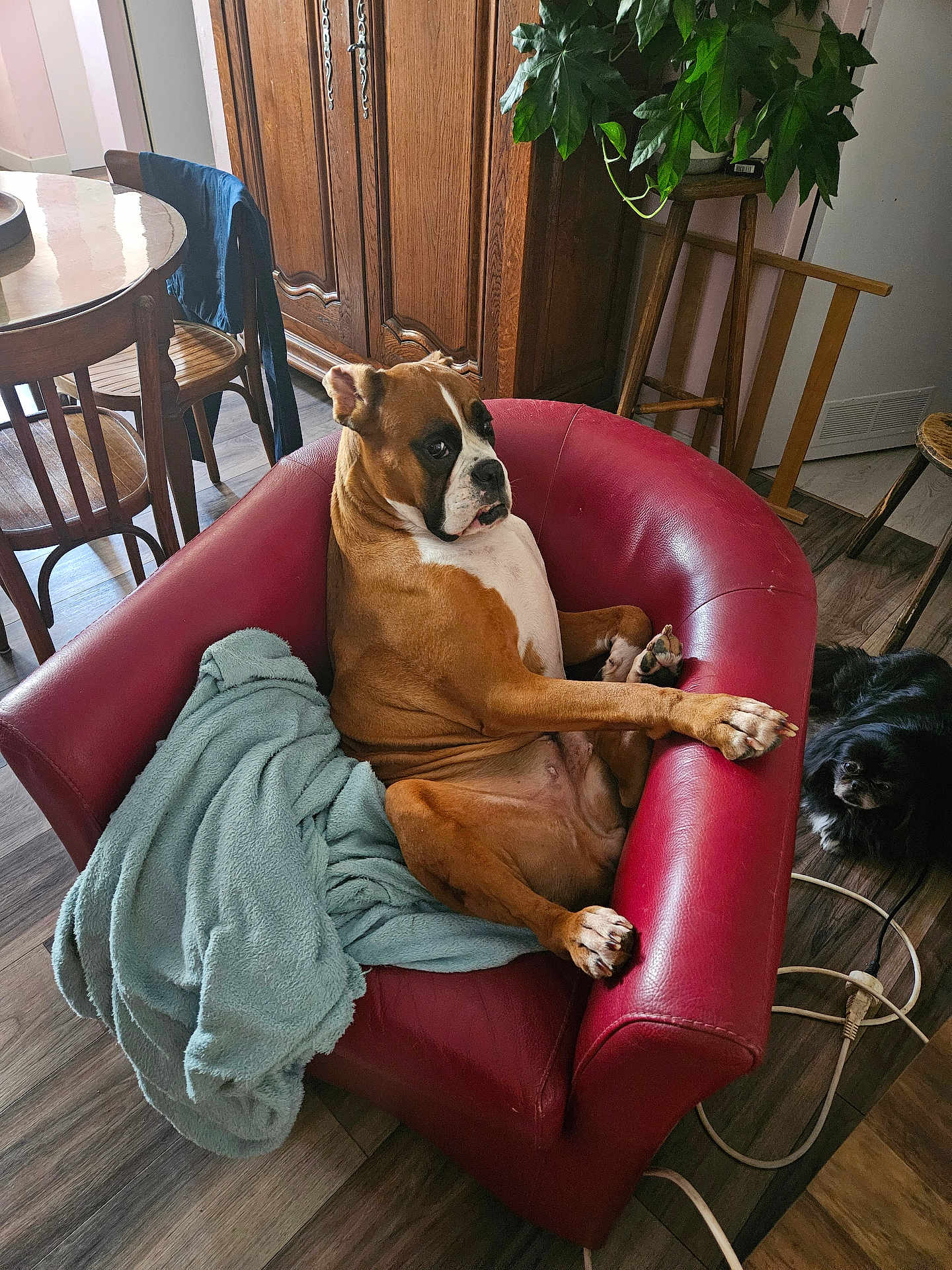 Oanell a rejoint le concours — aidez-le/la à gagner de superbes lots ! dog, boxer, armchair, blanket, indoor, wooden_floor, wooden_furniture, plant, small_dog, black_dog, red_chair, relaxed, pet, cozy, living_room, furniture, curious, floor, companion