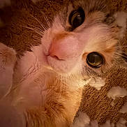 Hazel Nut Butt joined the competition — help win amazing prizes! cat, close_up, carpet, stuffing, fur, whiskers, pink_nose, eyes, curious, indoor, pet, mischief, playful, soft_texture, domestic_animal, lying_down, portrait, face, animal, whisker