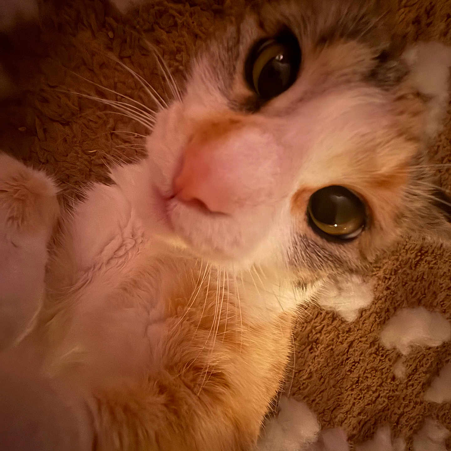 Hazel Nut Butt joined the competition — help win amazing prizes! animal, carpet, cat, close_up, curious, domestic_animal, eyes, face, fur, indoor, lying_down, mischief, pet, pink_nose, playful, portrait, soft_texture, stuffing, whisker, whiskers