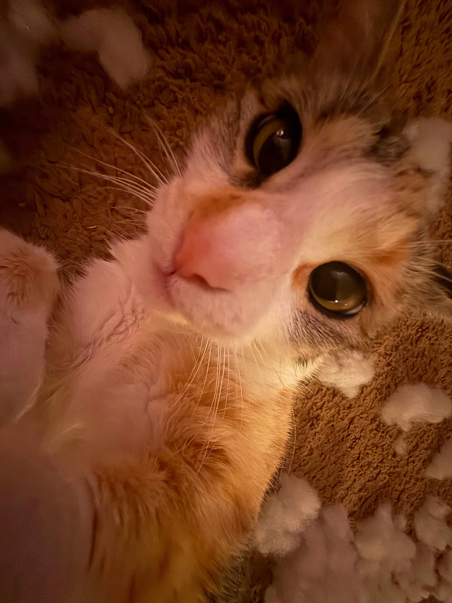 Hazel Nut Butt joined the competition — help win amazing prizes! cat, close_up, carpet, stuffing, fur, whiskers, pink_nose, eyes, curious, indoor, pet, mischief, playful, soft_texture, domestic_animal, lying_down, portrait, face, animal, whisker