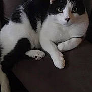 Brisco is registered to the contest to win money with this photo: animal, black_and_white, cat, couch, cozy, cute, domestic, feline, fur, home, indoor, looking, mammal, paw, pet, portrait, relaxed, resting, sitting, whiskers