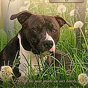 Maugwii joined the competition — help win amazing prizes! dog, memorial, grass, dandelion, outdoor, animal, nature, black_and_white, resting, pet, field, flower, text_overlay, sentimental, tribute, paw_prints, sky, closeup, portrait, mourning
