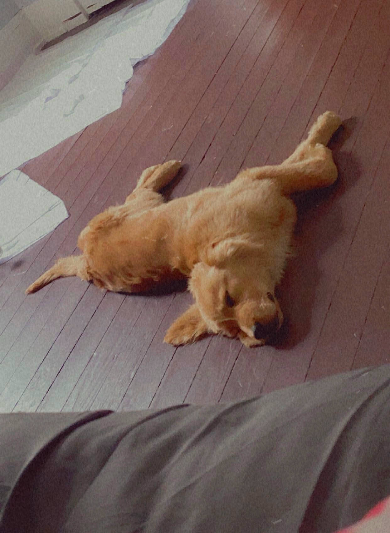 Finn is registered to the contest to win money with this photo: carnivore, comfort, companion_dog, dog, dog_breed, fawn, felidae, floor, flooring, fur, hardwood, liver, non_sporting_group, paw, pet_supply, retriever, tail, toy_dog, wood, working_animal