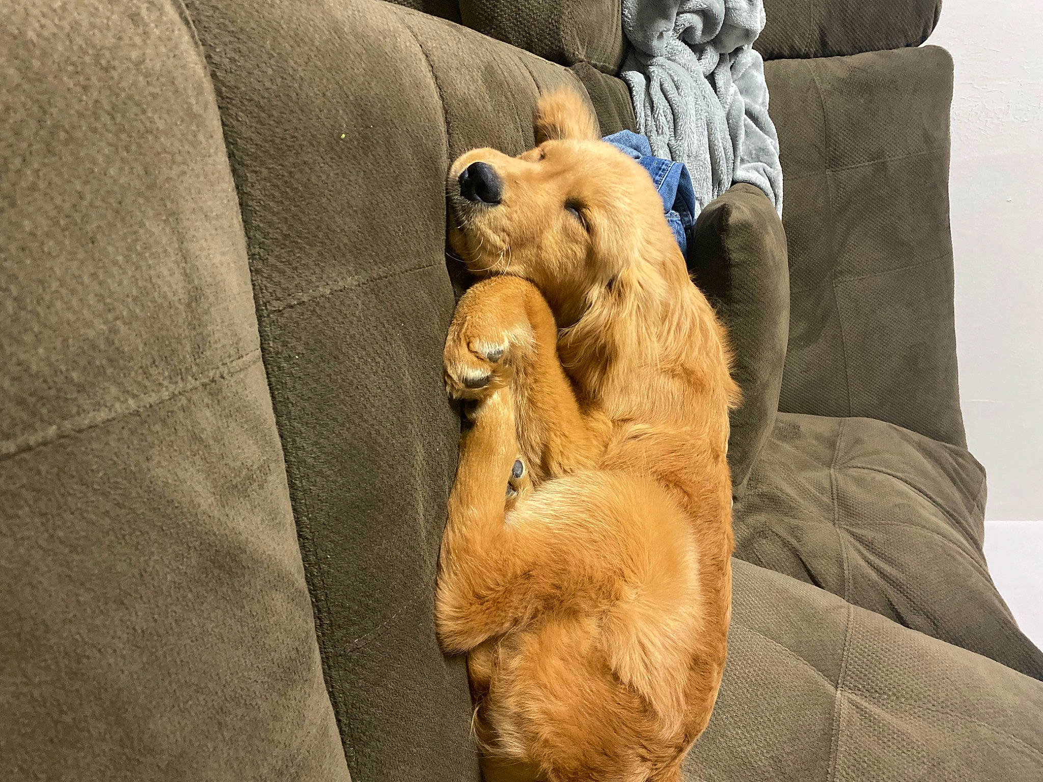 Finn is registered to the contest to win money with this photo: bear, big_cats, brown_bear, canidae, carnivore, comfort, companion_dog, couch, dog_breed, fawn, felidae, fur, gesture, lion, snout, sporting_group, stuffed_toy, terrestrial_animal, toy, whiskers