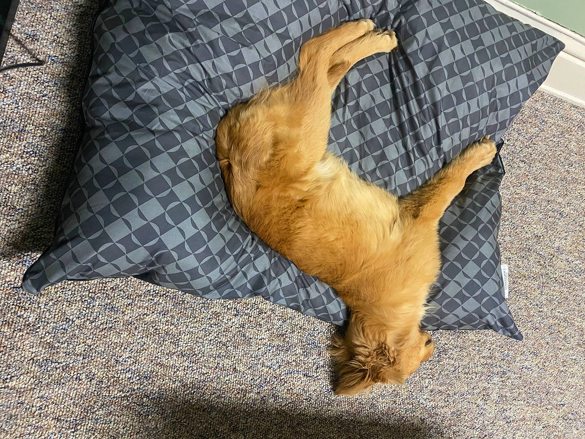 Finn is registered to the contest to win money with this photo: canidae, carnivore, claw, comfort, dog_breed, fawn, felidae, fur, linens, pattern, paw, plant, small_to_medium_sized_cats, sporting_group, tail, terrestrial_animal, whiskers, wildlife, wood