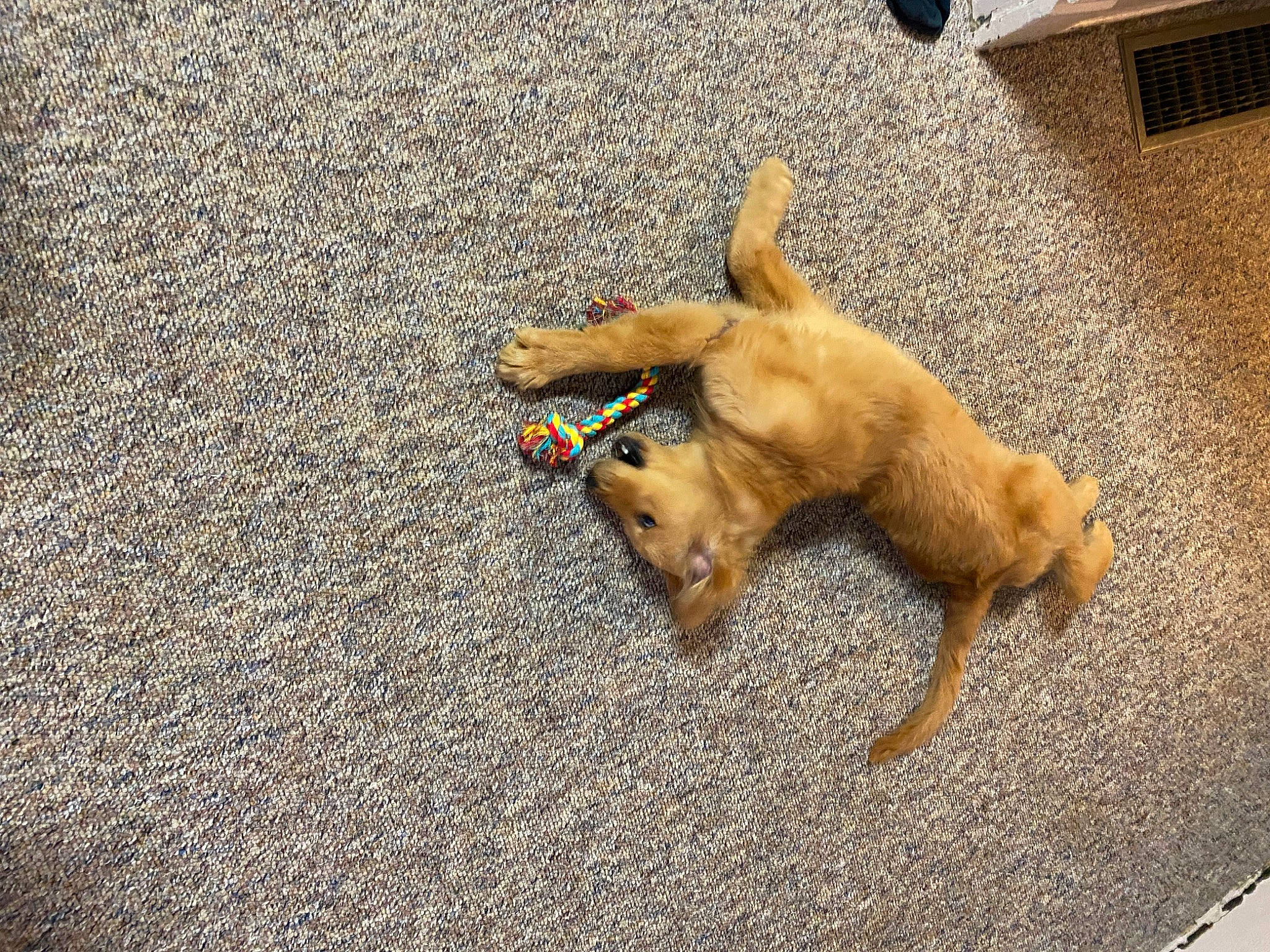 Finn joined the competition — help win amazing prizes! carnivore, collar, companion_dog, dog, dog_breed, fawn, guard_dog, non_sporting_group, paw, pet_supply, road_surface, sporting_group, street_dog, tail, working_animal