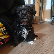 Lyra a rejoint le concours — aidez-le/la à gagner de superbes lots ! puppy, dog, black_fur, white_fur, collar, bell, floor, wood_floor, indoor, pet, cute, small_dog, fur, looking, sitting, home, scratching_post, blanket, cozy, curious