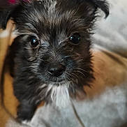 Lyra a rejoint le concours — aidez-le/la à gagner de superbes lots ! adorable, animal, black_fur, canine, close_up, cute, dog, domestic_animal, eyes, face, fluffy, fur, indoor, looking_up, pet, puppy, small_dog, soft_texture, white_fur, young_dog