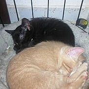 Les Baby'S participe au concours pour gagner de l'argent avec cette photo : cat, kitten, sleeping, black_cat, beige_cat, pet_bed, cozy, curled_up, indoor, resting, feline, animal, cute, pets, companion, domestic_cat, cage, fur, close_up, two_cats