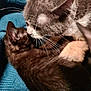 cat, kitten, gray_cat, black_cat, nuzzling, affection, close_up, whiskers, feline, pet, indoor, blanket, blue_blanket, fur, animal, cute, sleeping, resting, companion, cozy