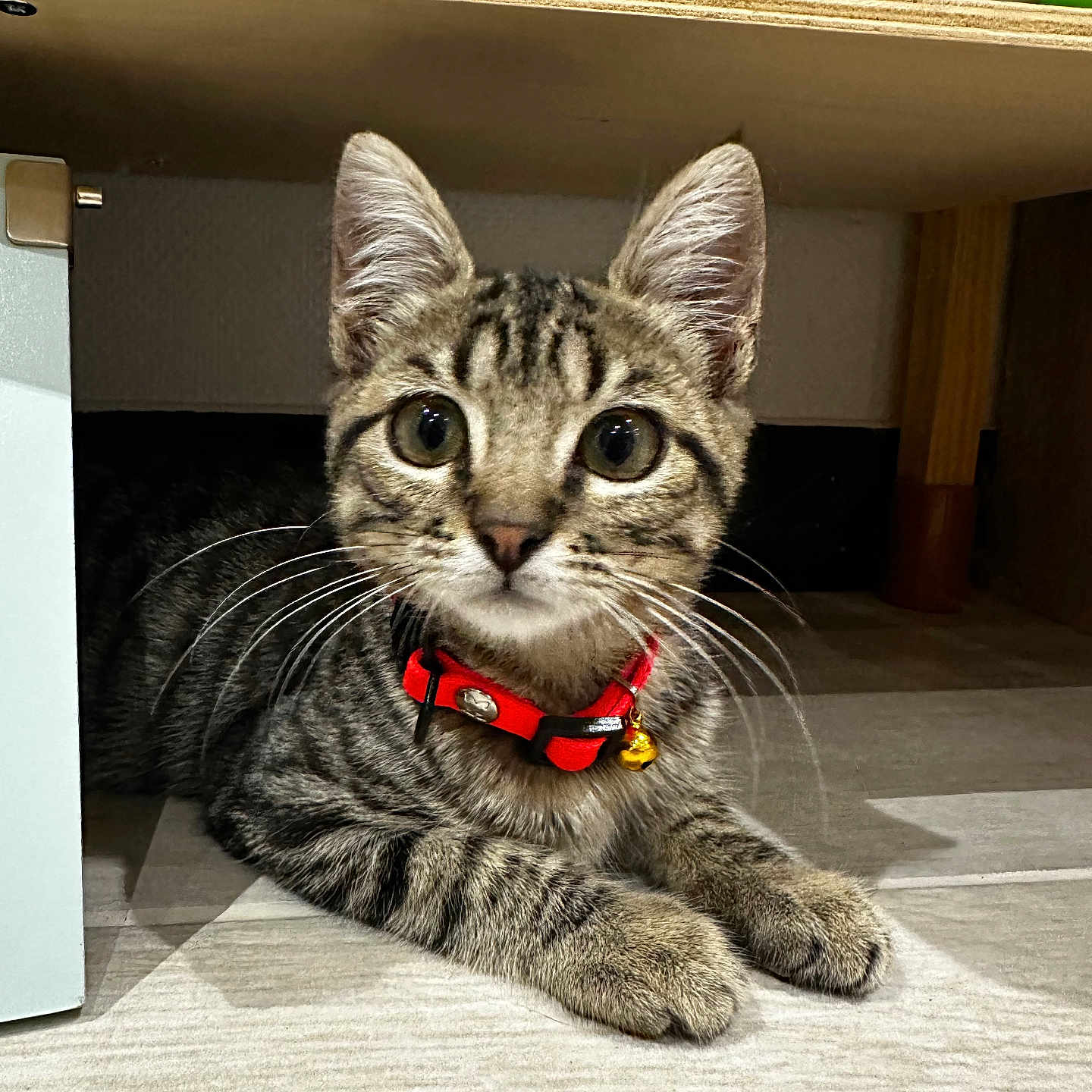 Bella