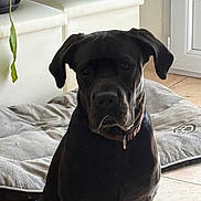 Aiko participe au concours pour gagner de l'argent avec cette photo : dog, black_dog, pet, indoor, dog_bed, potted_plants, tile_floor, collar, sitting, animal, canine, domestic_animal, houseplant, door, quiet, resting_spot, home, companion, fur, portrait