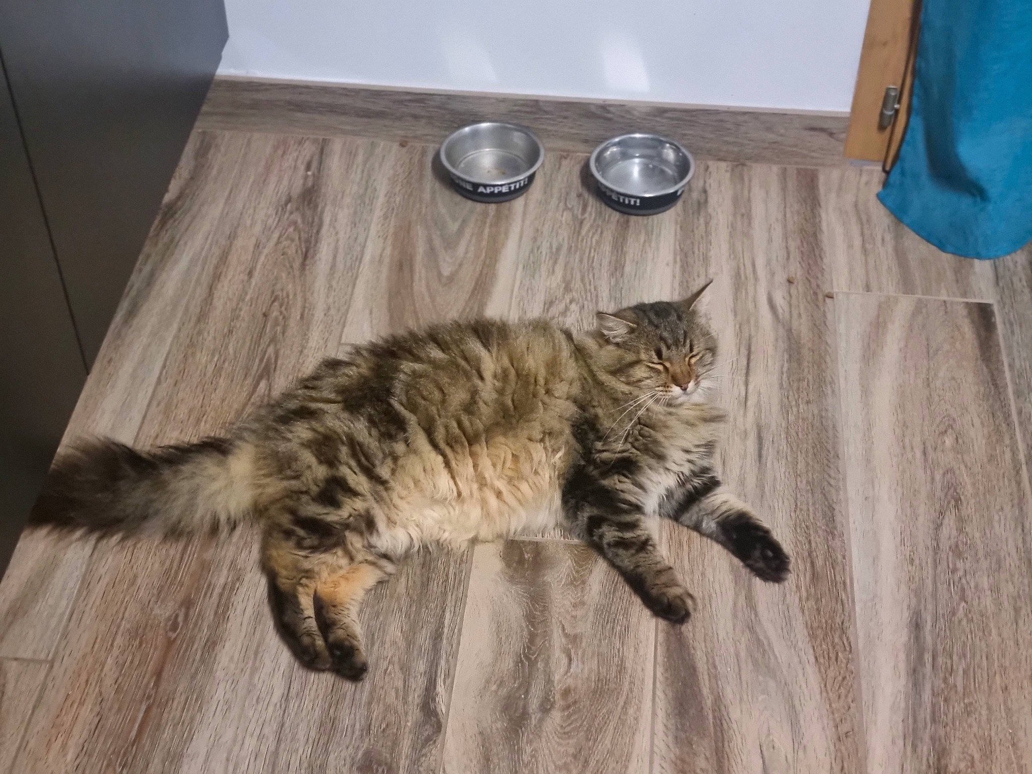 Moka a rejoint le concours — aidez-le/la à gagner de superbes lots ! carnivore, cat, claw, domestic_short_haired_cat, fawn, felidae, floor, flooring, fur, hardwood, laminate_flooring, paw, small_to_medium_sized_cats, snout, tail, terrestrial_animal, whiskers, wood, wood_flooring, wood_stain