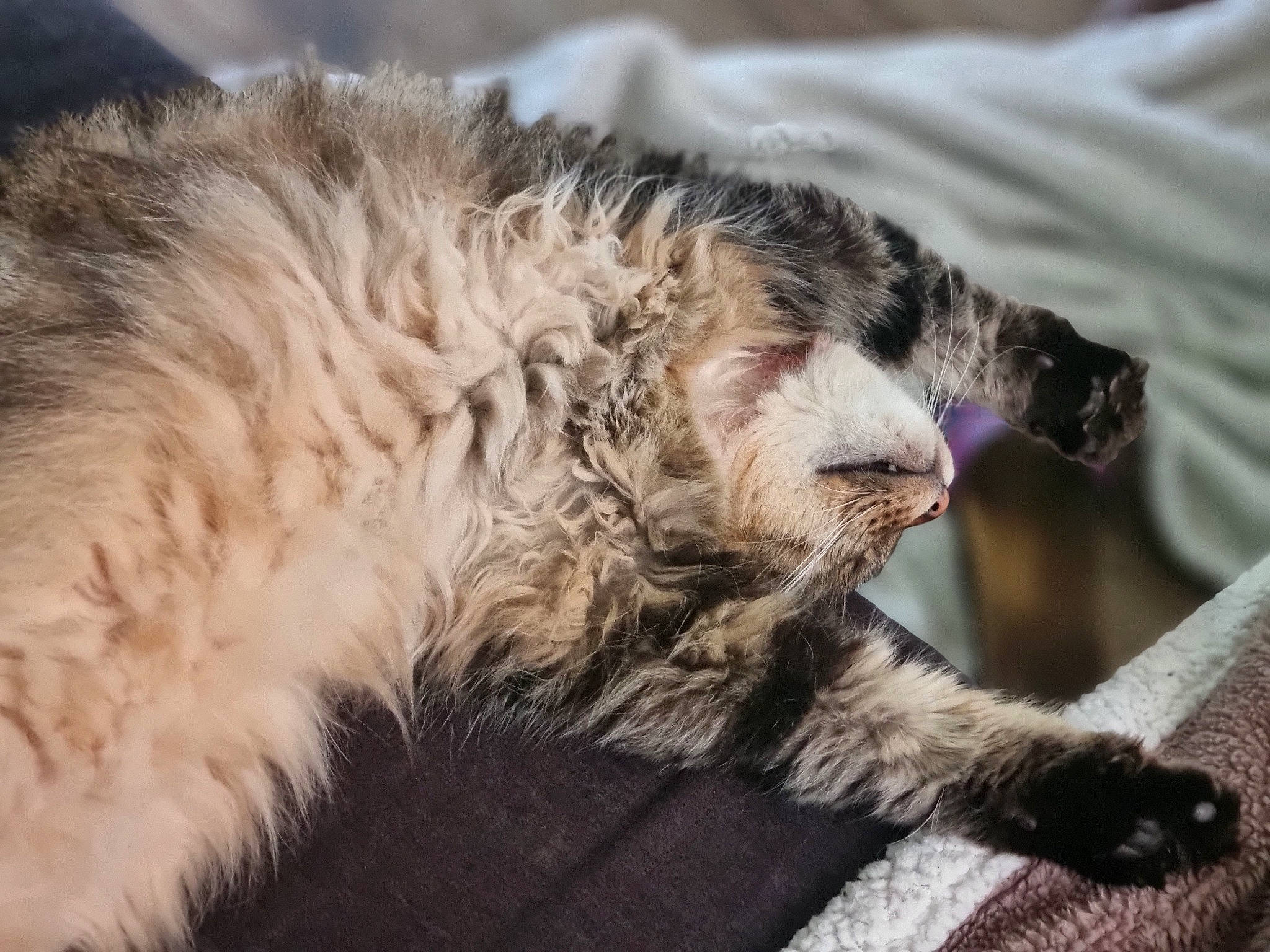 Moka a rejoint le concours — aidez-le/la à gagner de superbes lots ! carnivore, cat, claw, close_up, comfort, domestic_short_haired_cat, felidae, fur, nap, paw, sleep, small_to_medium_sized_cats, snout, tail, terrestrial_animal, whiskers, wildlife