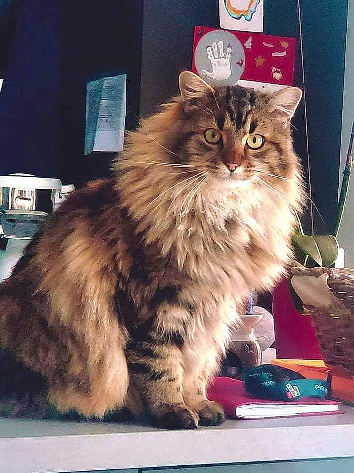 Moka participe au concours pour gagner de l'argent avec cette photo : box, british_longhair, carnivore, cat, felidae, fur, maine_coon, persian, small_to_medium_sized_cats, snout, terrestrial_animal, whiskers