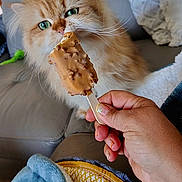 Ueilie participe au concours pour gagner de l'argent avec cette photo : blanket, cat, closeup, couch, cozy, curious, domestic, food, furry, ginger_cat, green_eyes, hand, ice_cream, indoor, nail_art, pet, relaxed, sniffing, treat, whiskers