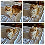 animal, bed, cat, collage, cozy, curious, cute, domestic, ears, eyes, feline, fluffy, four_pictures, fur, golden, indoor, pet, portrait, sheet, whiskers