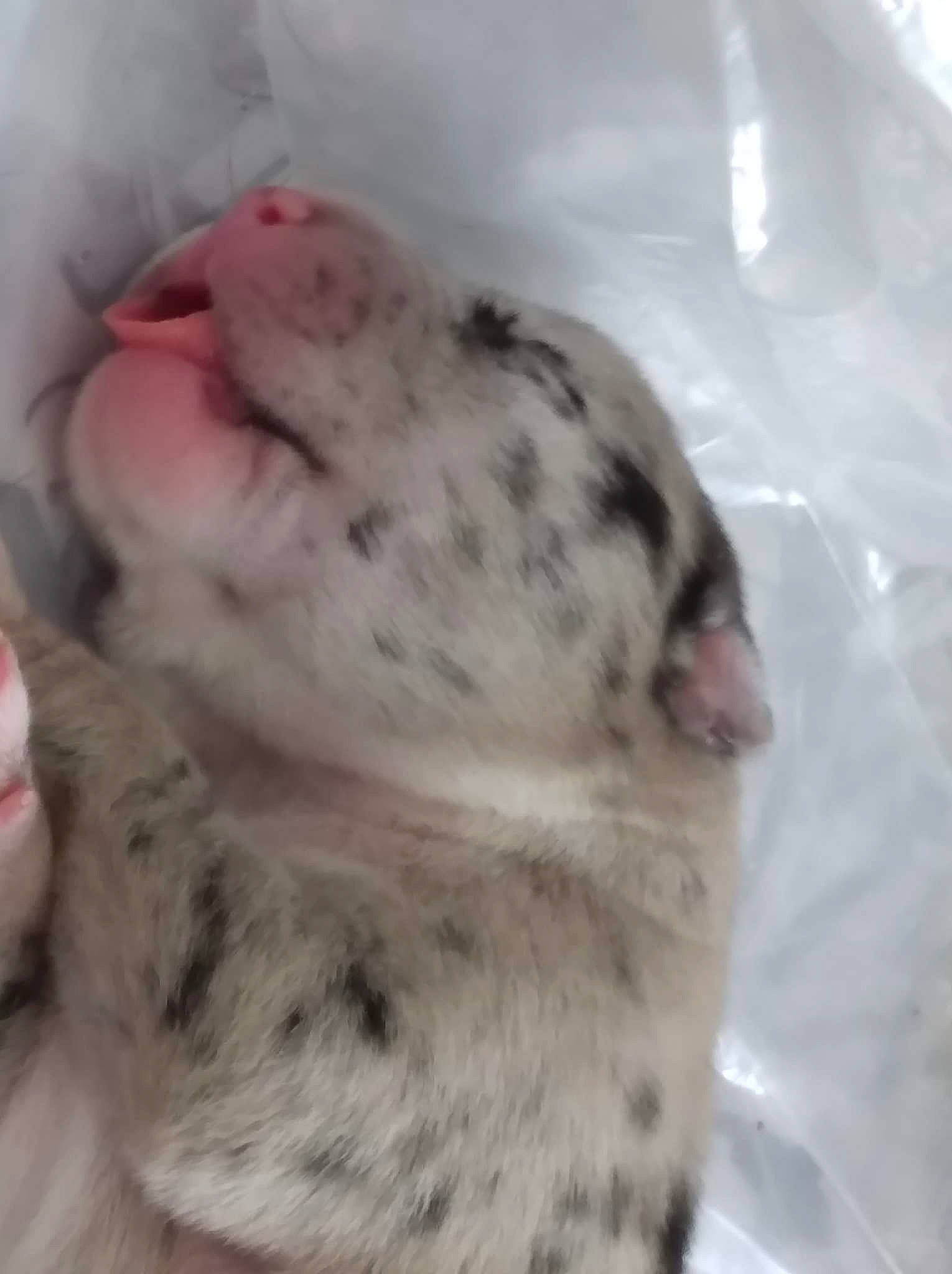 Kooda a rejoint le concours — aidez-le/la à gagner de superbes lots ! carnivore, companion_dog, dog, dog_breed, fawn, felidae, fur, ingredient, nap, paw, pet_supply, sleep, small_to_medium_sized_cats, snout, sporting_group, tail, terrestrial_animal, toy, whiskers, working_animal