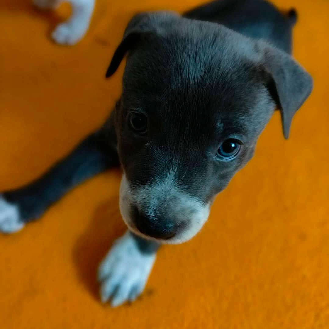 Appache participe au concours pour gagner de l'argent avec cette photo : borador, canidae, carnivore, companion_dog, dog, dog_breed, fawn, flooring, non_sporting_group, plant, puppy, sporting_group, toy_dog, whiskers, working_animal