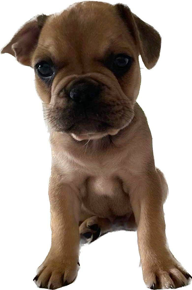 Riley joined the competition — help win amazing prizes! boxer, bulldog, canidae, carnivore, companion_dog, dog, dog_breed, dog_collar, fawn, fur, liver, molosser, snout, sporting_group, terrestrial_animal, toy_dog, whiskers, working_animal, working_dog, wrinkle