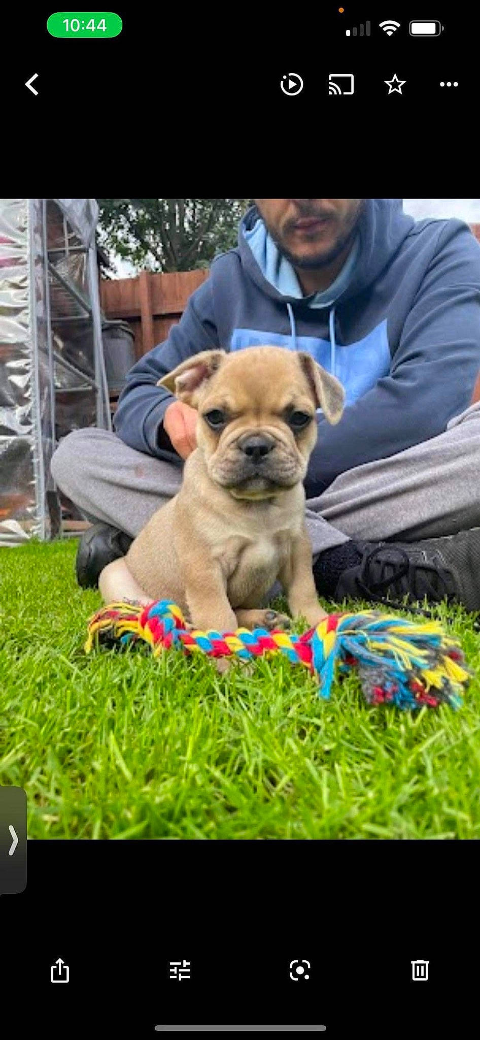 Riley joined the competition — help win amazing prizes! ancient_dog_breeds, canidae, carnivore, companion_dog, dog, dog_breed, fawn, grass, molosser, non_sporting_group, plant, pug, puppy, sitting, snout, sporting_group, toy_dog, working_dog, wrinkle