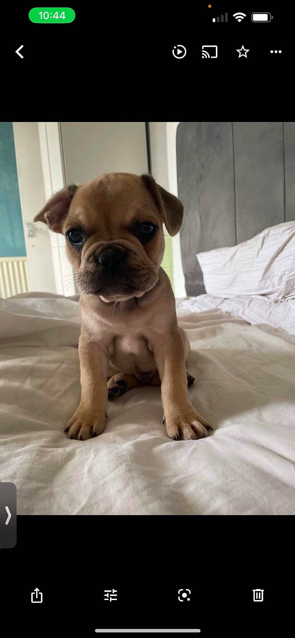 Riley is registered to the contest to win money with this photo: ancient_dog_breeds, canidae, carnivore, comfort, companion_dog, dog, dog_breed, dog_supply, fawn, linens, pet_supply, pug, puggle, snout, sporting_group, toy_dog, whiskers, wood, working_animal, wrinkle