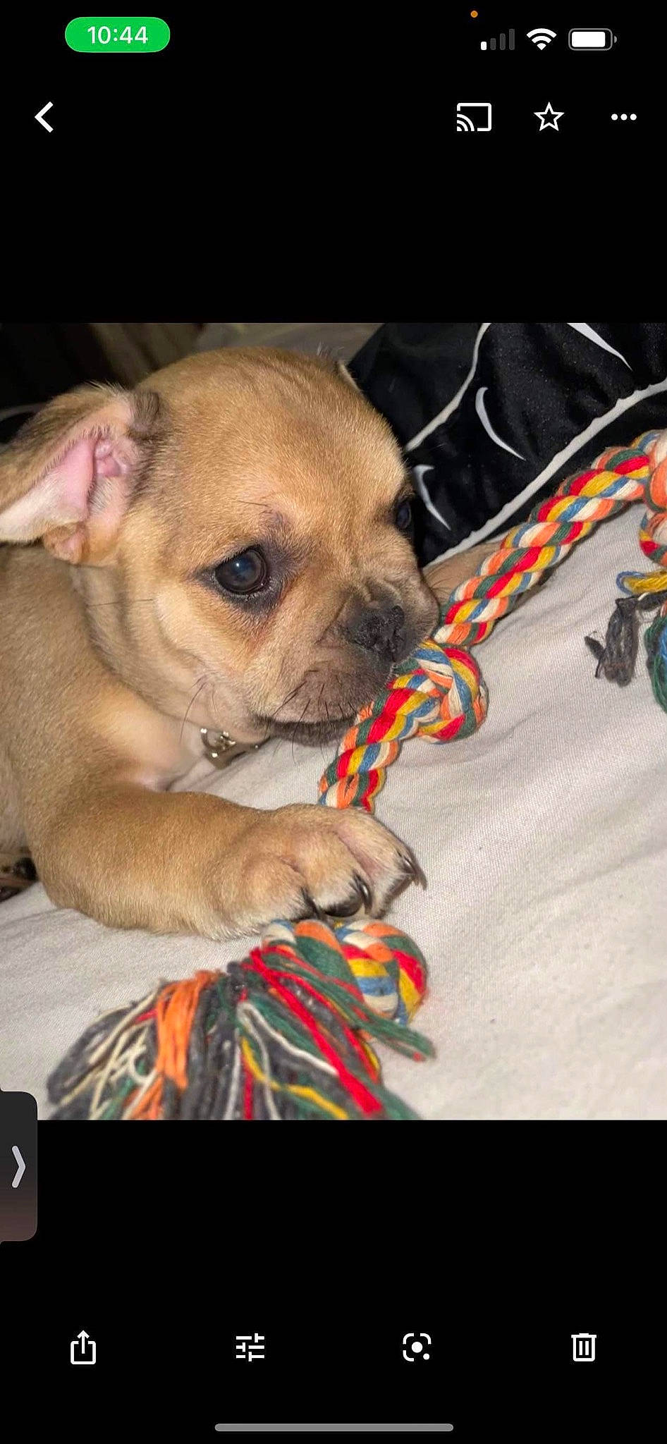 Riley joined the competition — help win amazing prizes! boxer, canidae, carnivore, comfort, companion_dog, dog, dog_breed, dog_supply, fawn, flesh, fur, linens, pattern, snout, sporting_group, terrestrial_animal, toy_dog, whiskers, working_animal, wrinkle