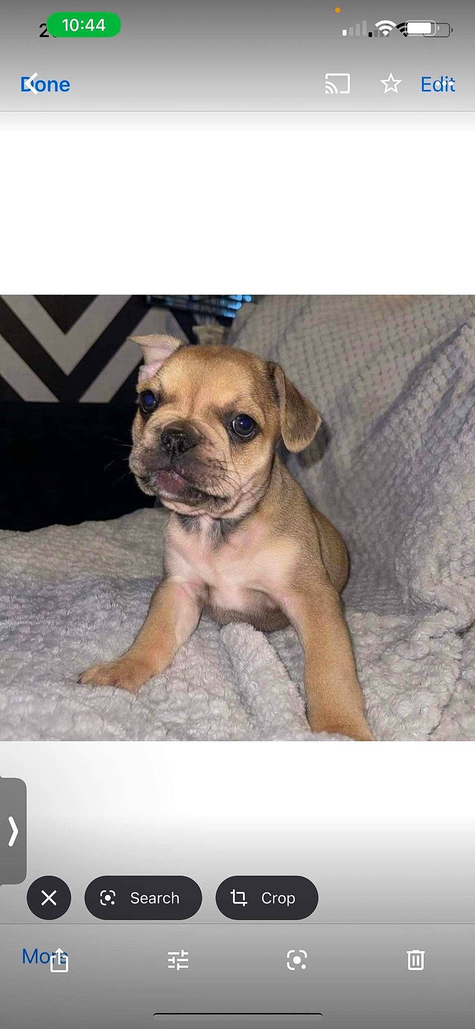 Riley joined the competition — help win amazing prizes! ancient_dog_breeds, canidae, carnivore, companion_dog, dog, dog_breed, dog_supply, fawn, font, fur, non_sporting_group, paw, photo_caption, pug, puppy_love, snout, sporting_group, toy_dog, working_animal, wrinkle