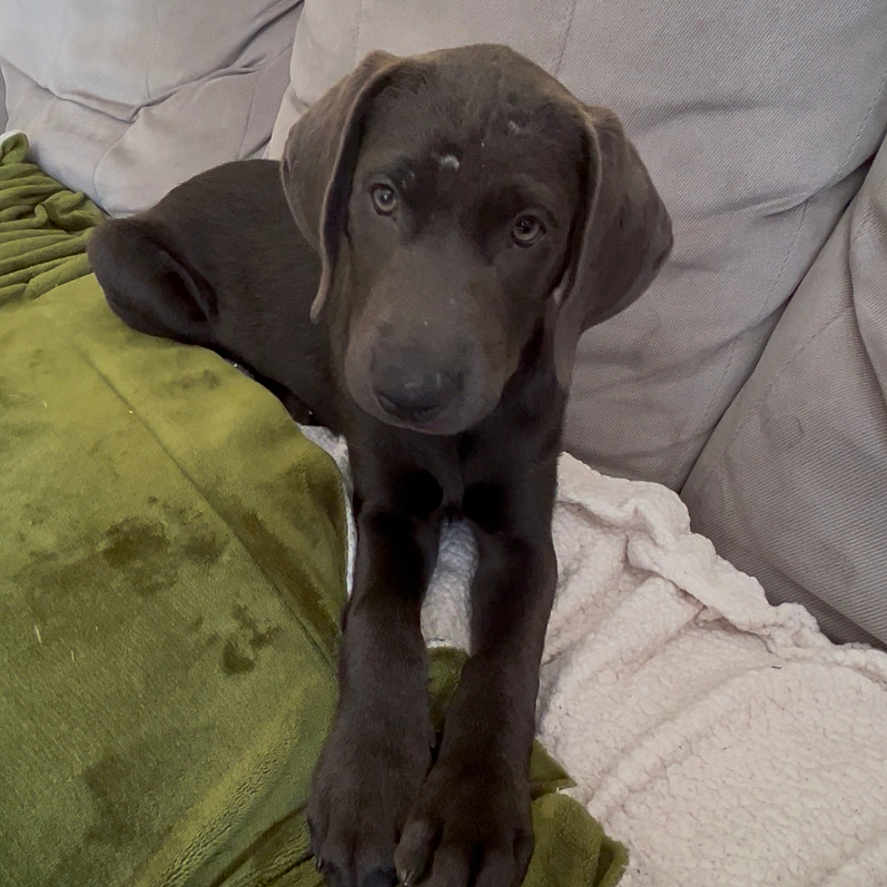 Molly is registered to the contest to win money with this photo: animal, black_dog, blanket, canine, couch, cozy, dog, domestic_animal, ears, face, fur, indoor, looking_at_camera, lying_down, paw, pet, puppy, resting, soft_texture, young_dog
