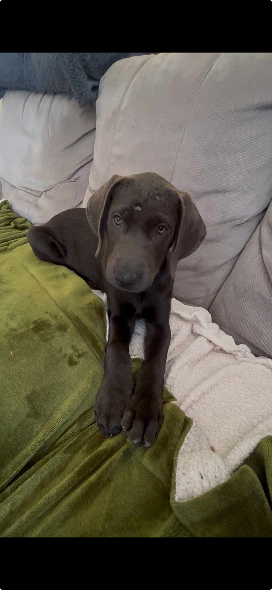 Molly is registered to the contest to win money with this photo: puppy, dog, black_dog, blanket, couch, indoor, pet, animal, canine, fur, ears, face, paw, lying_down, cozy, resting, young_dog, domestic_animal, looking_at_camera, soft_texture