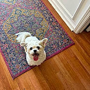 Bella joined the competition — help win amazing prizes! dog, white_dog, small_dog, happy, tongue_out, indoor, rug, patterned_rug, wooden_floor, flooring, pet, cute, looking_up, ears_up, tail, smiling, animal, companion, domestic, playful