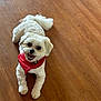 Bella is registered to the contest to win money with this photo: dog, white_dog, bandana, red_bandana, pet, indoor, wooden_floor, happy, smiling, fur, small_dog, cute, animal, canine, domestic_animal, playful, companion, lying_down, looking_up, tongue_out