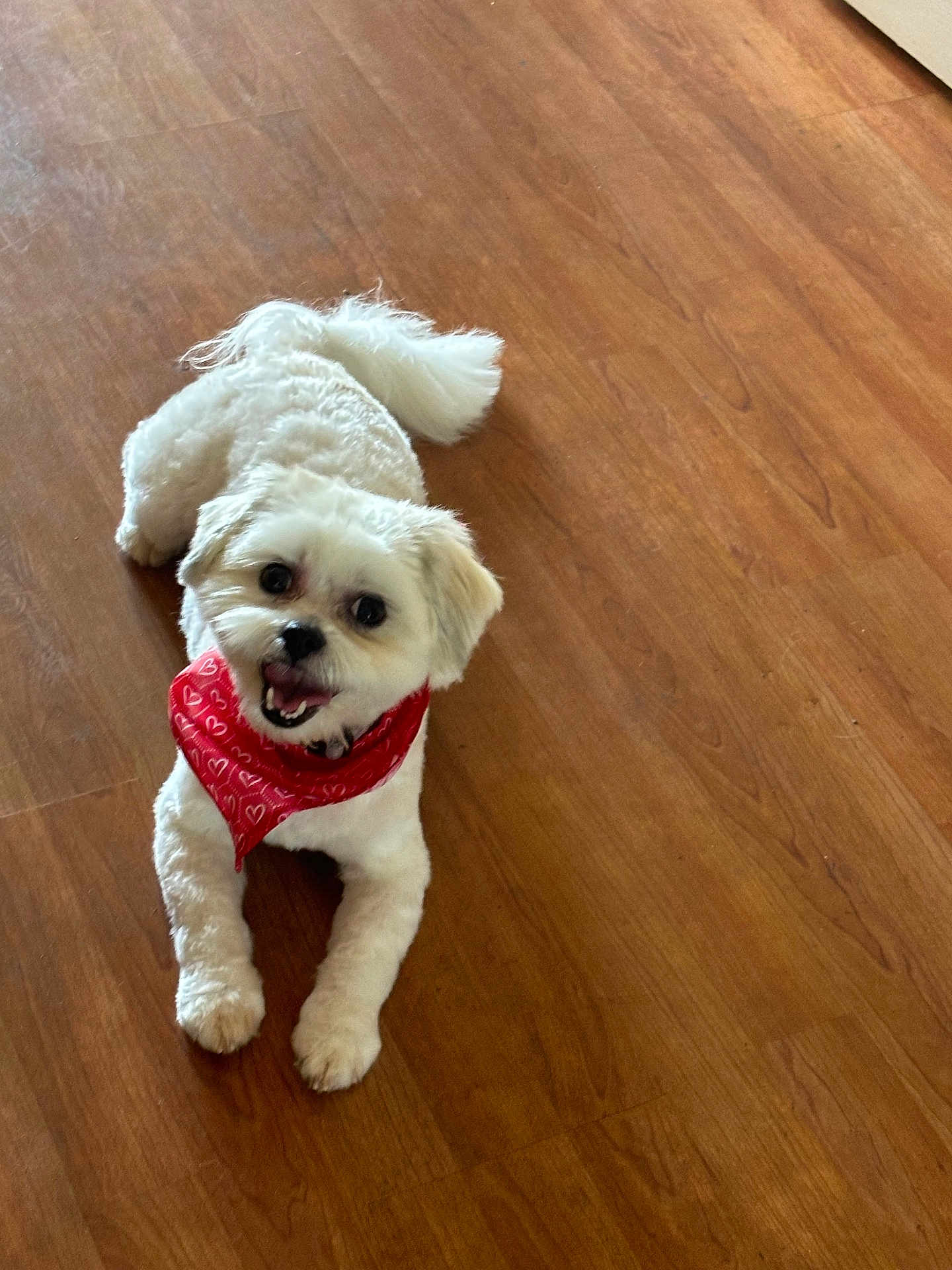 Bella is registered to the contest to win money with this photo: dog, white_dog, bandana, red_bandana, pet, indoor, wooden_floor, happy, smiling, fur, small_dog, cute, animal, canine, domestic_animal, playful, companion, lying_down, looking_up, tongue_out