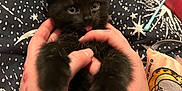 Dougie is registered to the contest to win money with this photo: black_kitten, cat, kitten, hands, fingers, bedspread, stars_pattern, cardboard_tube, pouch, playful, tongue_out, cute, pet, animal, furry, close_up, indoor, cozy, soft, small