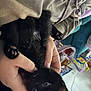 Dougie joined the competition — help win amazing prizes! black_kitten, cat, pet, hands, person, indoor, cozy, sweater, paws, curious_eyes, playing, holding, furry, animal, cute, young_cat, fingers, household, background, soft_lighting