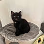 Dougie is registered to the contest to win money with this photo: kitten, black_cat, cat_tree, pet, indoor, feline, cute, curious, gray, platform, young_animal, domestic_animal, whiskers, fur, sitting, looking, eyes, household, cozy, animal