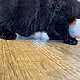 cat, black_cat, fluffy, pet, animal, bowl, food, wooden_floor, indoor, cute, feline, snacking, domestic_animal, colorful, flower_pattern, close_up, paw, fur, whiskers, side_view