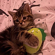 Vinnie is registered to the contest to win money with this photo: kitten, tabby, cat, plush_toy, green, dinosaur, blanket, pattern, stars, black_cats, cute, pet, animal, furry, paws, whiskers, indoor, resting, young, soft