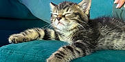 Vinnie joined the competition — help win amazing prizes! kitten, cat, sleeping, tabby, couch, cushion, furniture, indoor, pet, relaxing, legs, socks, human_hand, phone, remote_control, cozy, soft_lighting, resting, cute, domestic_animal