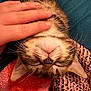 cat, tabby, upside_down, hand, petting, whiskers, fur, cozy, blanket, knitted, orange, pink, blue, relaxed, sleepy, close_up, indoor, cute, animal, domestic