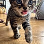 kitten, cat, tabby, indoor, floor, wooden_floor, whiskers, tongue, close_up, pet, animal, young, cute, feline, walking, curious, fur, household, blurred_background, playful